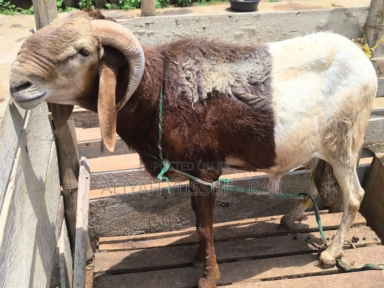 Big Healthy Huda Breeding Ram