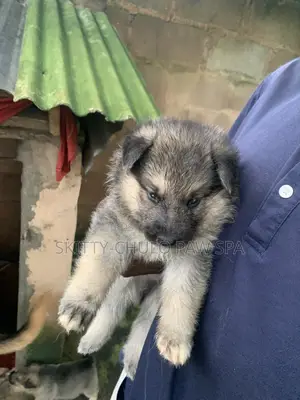 1-3 months Female Purebred German Shepherd