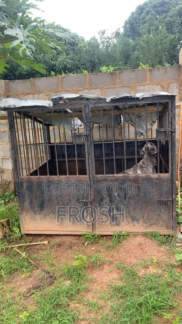 Big Iron Dog Cage