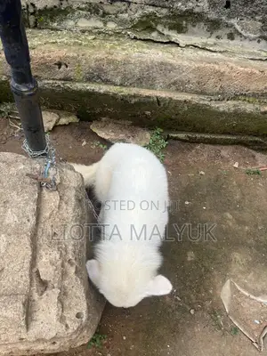1+ year Male Purebred American Eskimo