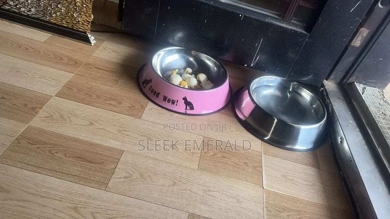 Plate for Pets
