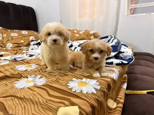 1-3 months Female Purebred Lhasa Apso