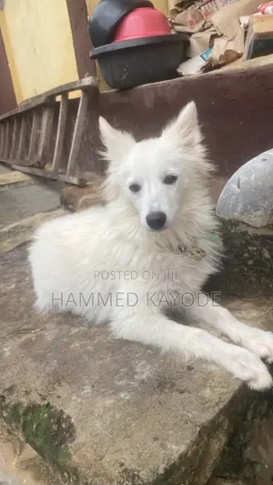1-3 months Female Purebred American Eskimo
