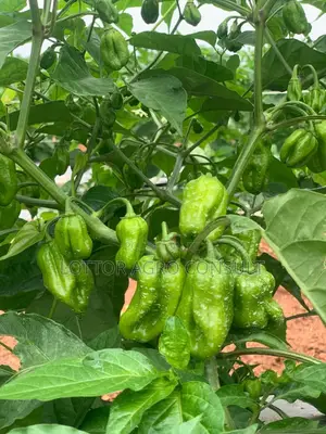 Bell Pepper and Habanero Peppers