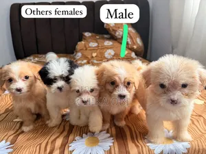 1-3 months Female Purebred Lhasa Apso