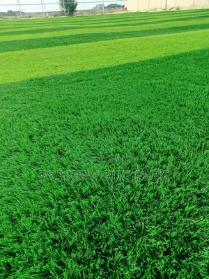 Synthetic Field Grass