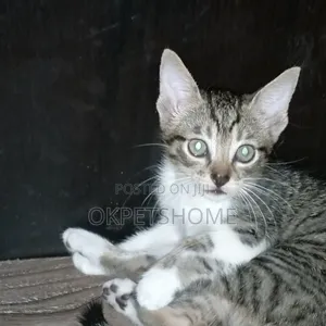 1-3 months Male Purebred American Shorthair