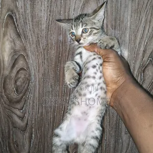 1-3 months Male Purebred American Shorthair
