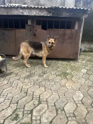 1+ year Female Purebred German Shepherd