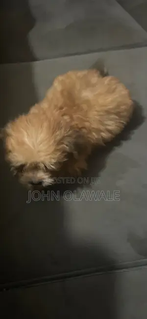 1-3 months Male Purebred Lhasa Apso