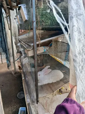 Neatly Used Rabbit Cage