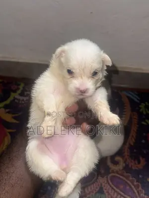 0-1 month Male Purebred American Eskimo