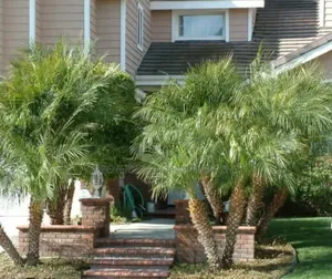Phoenix Dwarf Date Palm