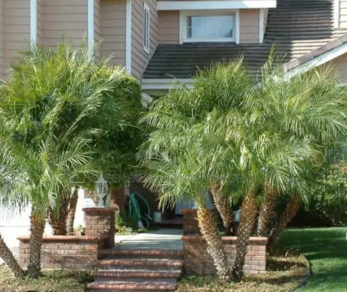 Phoenix Dwarf Date Palm