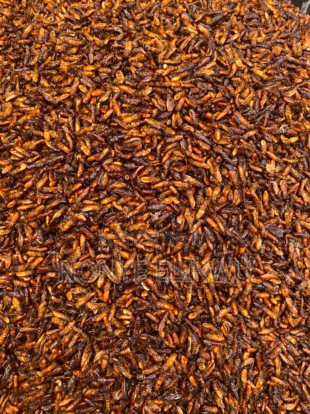 Edible Termite/Aku (500g)