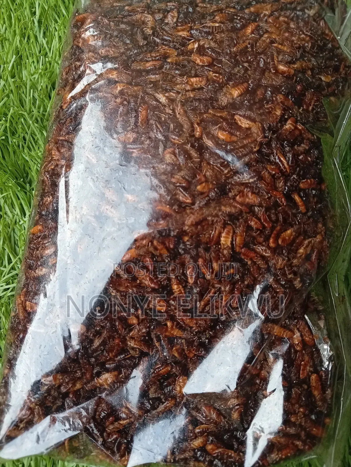 Edible Termite/Aku (500g)