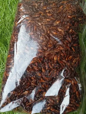 Edible Termite/Aku (500g)