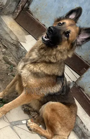 0-1 month Female Purebred German Shepherd