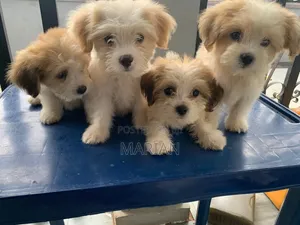 1-3 months Female Purebred Lhasa Apso