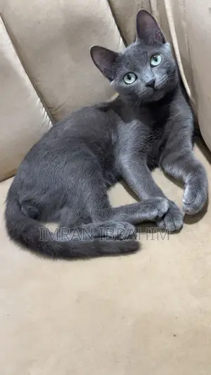 6-12 months Male Mixed Breed Russian Blue