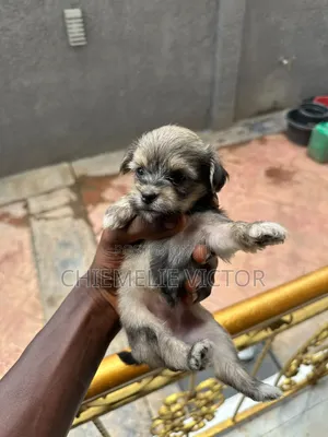 0-1 month Female Purebred Lhasa Apso