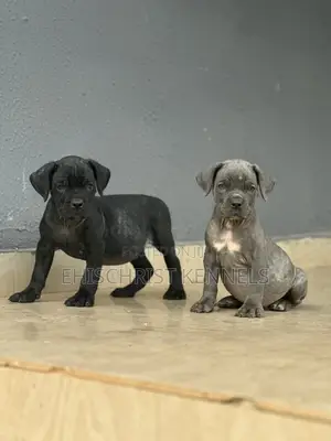 1-3 months Female Purebred Cane Corso