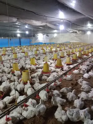 Christmas Big Chicken and Eggs