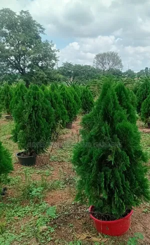 Christmas Trees