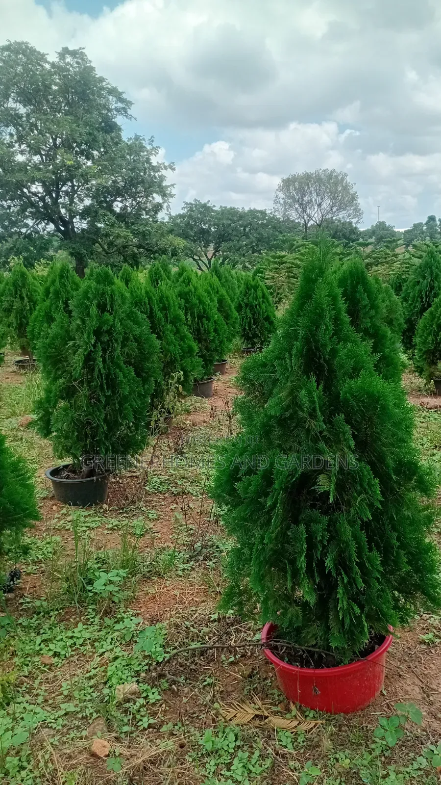Christmas Trees