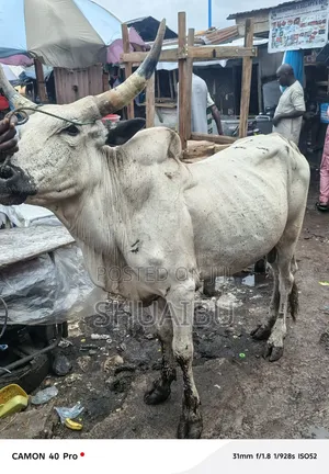 Life Cows for Sale