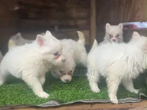 0-1 month Female Purebred American Eskimo