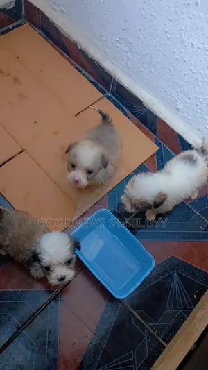 0-1 month Male Purebred Lhasa Apso