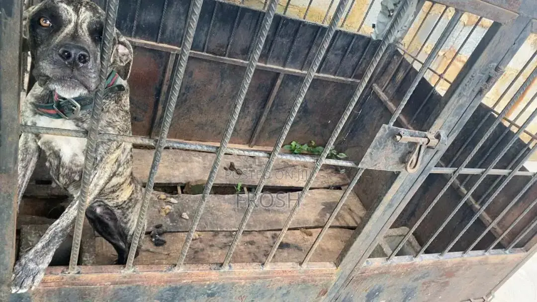 Big Iron Dog Cage