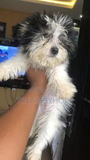 1-3 months Female Purebred Lhasa Apso