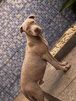 3-6 months Male Mixed Breed American Pit Bull Terrier