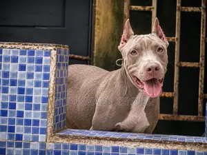 3-6 months Male Mixed Breed American Pit Bull Terrier