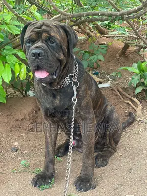 1+ year Male Purebred Boerboel