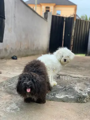 1+ year Male Purebred Lhasa Apso