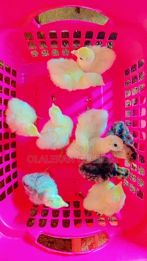 Turkey Poults