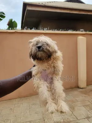 3-6 months Male Purebred Lhasa Apso