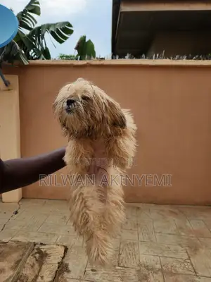 3-6 months Male Purebred Lhasa Apso