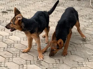3-6 months Male Purebred German Shepherd