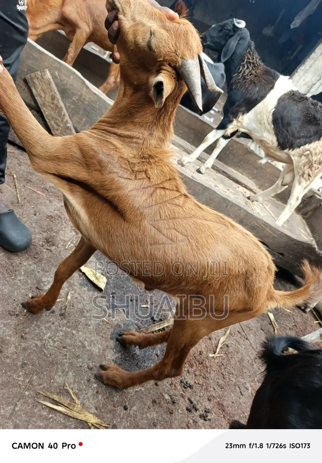 Native Goats at Affordable Prices