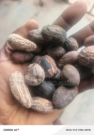 Dried Shea Nut