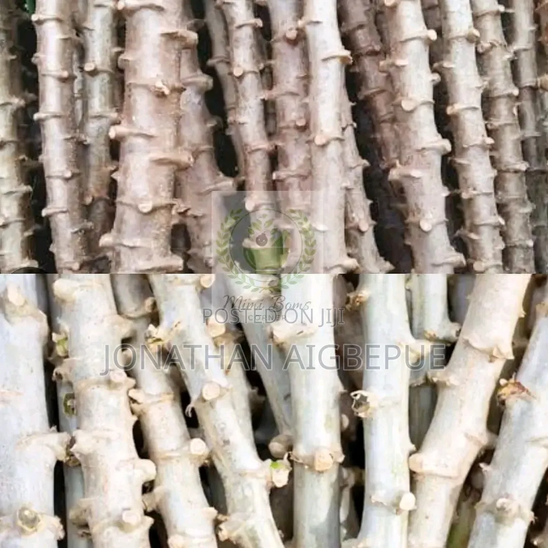 Cassava Stem TME 419