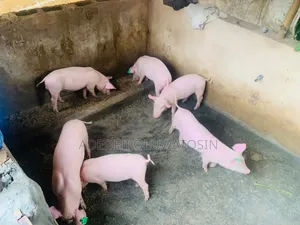 Divine Authority Pig Farms