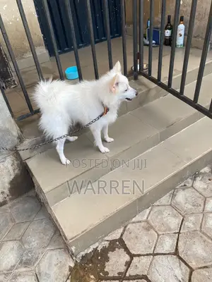 1+ year Female Purebred American Eskimo