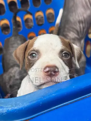1-3 months Male Purebred American Pit Bull Terrier