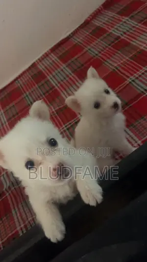 1-3 months Female Purebred American Eskimo