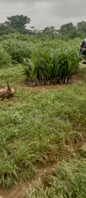 Oil Palm Is Available